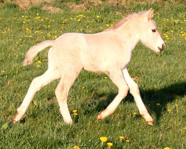 horse Kenny (Fjord Horse, 2015, from Kelvin)