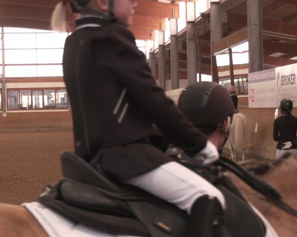 Reitturnier Appelhülsen 2024