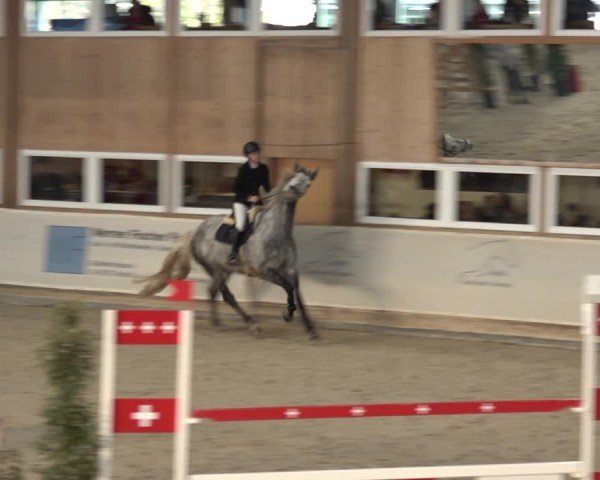 Reitturnier Henau 2024