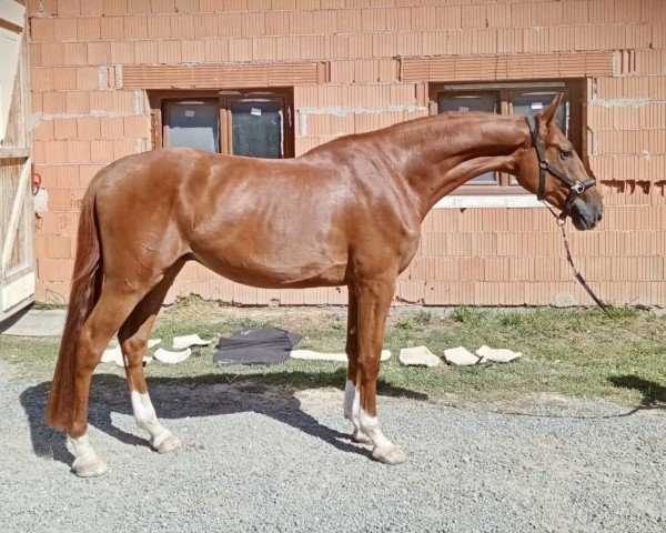 horse Bollycan du Rouet (Holsteiner, 2021, from Baloucan)