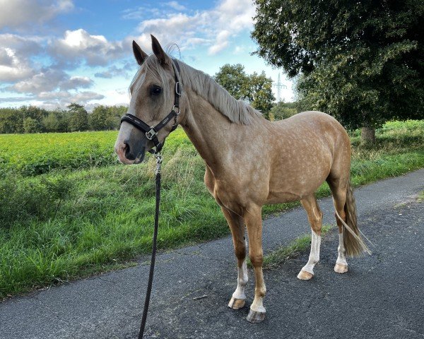 dressage horse Cute a Golden Dancing Boy (German Riding Pony, 2021, from Charmeur)