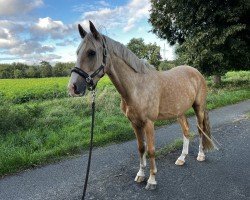 dressage horse Cute a Golden Dancing Boy (German Riding Pony, 2021, from Charmeur)