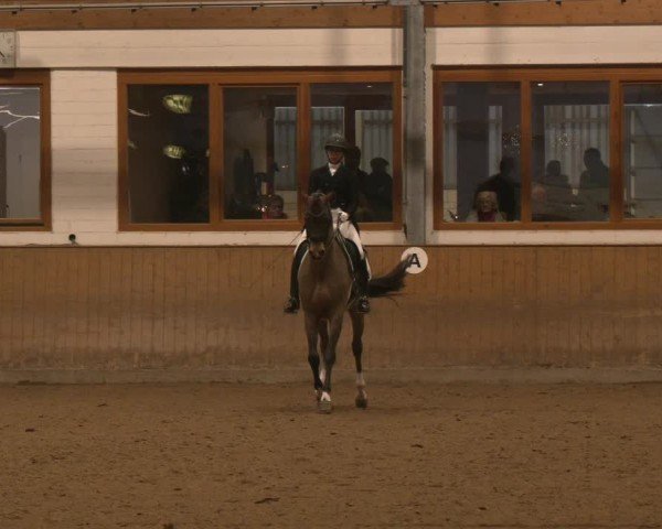 Reitturnier Appelhülsen 2024