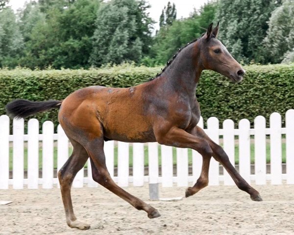 Pferd Habanero Blue (Westfale, 2021, von Hickstead Blue)