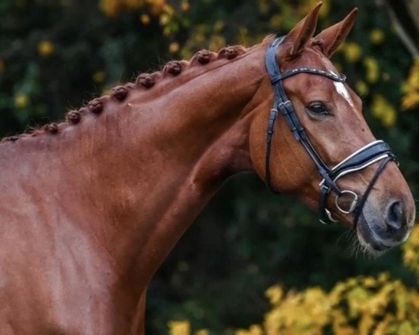 horse Mystique LH (KWPN (Royal Dutch Sporthorse), 2017, from Glock's Dream Boy)