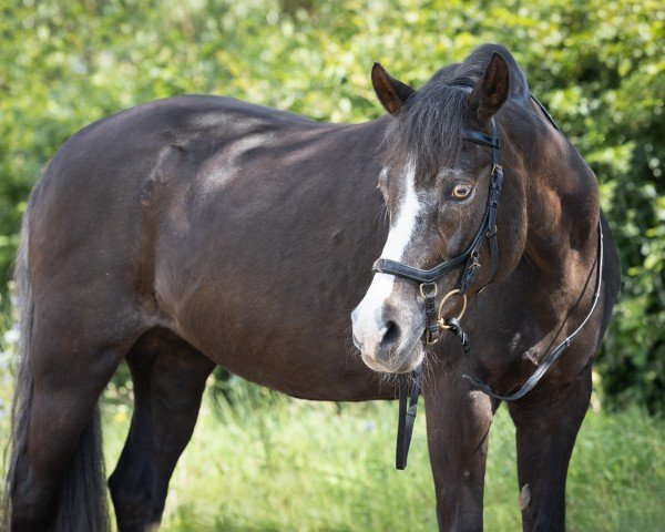 dressage horse Mastro's Vivien (Welsh-Pony (Section B), 2002, from Hondsrug Don Gregory)