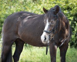 dressage horse Mastro's Vivien (Welsh-Pony (Section B), 2002, from Hondsrug Don Gregory)