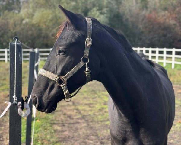 horse Hengst von Bonjour / Sir Donnerhall (Oldenburg, 2022, from Bonjour)
