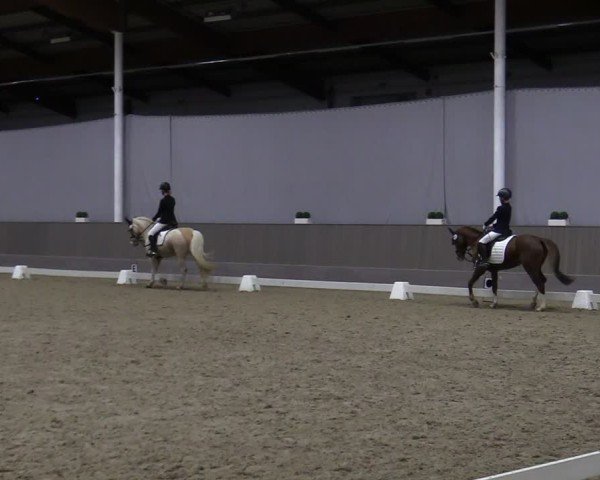 Reitturnier Münster-Handorf 2024