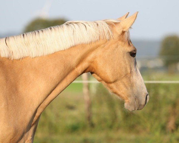 horse Dat Mariechen (German Riding Pony, 2021, from FS Mr. Right)