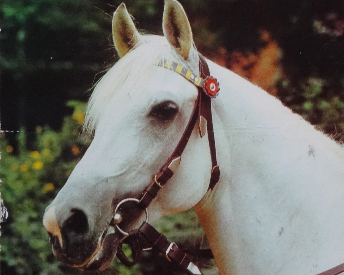 stallion Mors ox 2678 (1966) (Arabian purebred, 1966, from Aquinor 1951 ox)