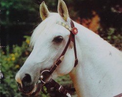 stallion Mors ox 2678 (1966) (Arabian purebred, 1966, from Aquinor 1951 ox)