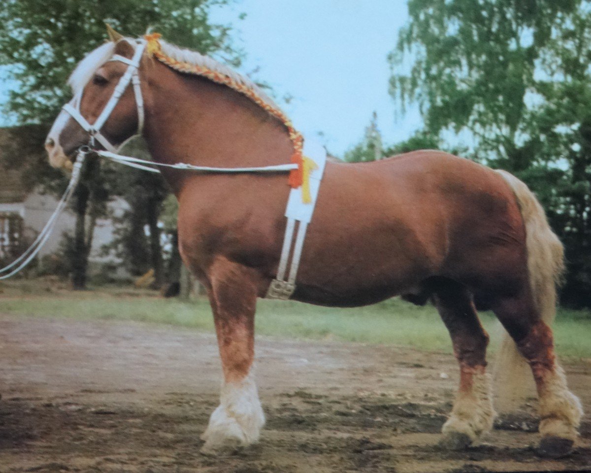 stallion Pulver 1849 (Rhenish-German Cold-Blood, 1976, from Puck v. Gohre 3486 / 1822)