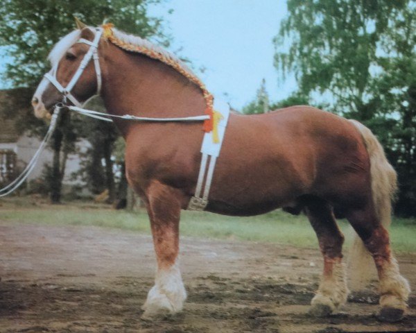 stallion Pulver 1849 (Rhenish-German Cold-Blood, 1976, from Puck v. Gohre 3486 / 1822)
