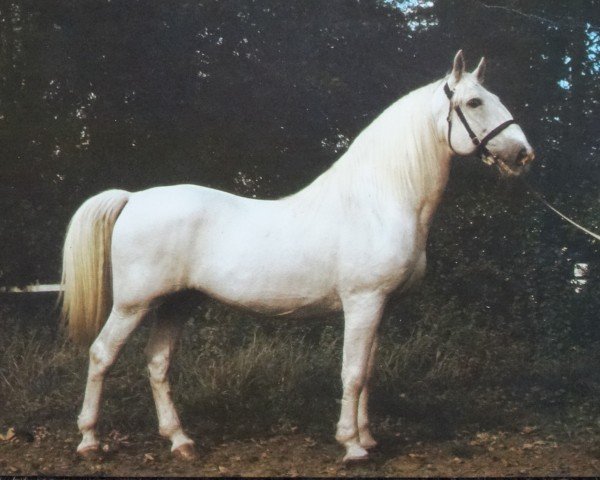 stallion Generalissimus XXIX (Kladruber, 1965, from 724 Favory-1)