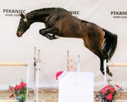 jumper La Cornet (German Warmblood, 2018, from Lausitzer)