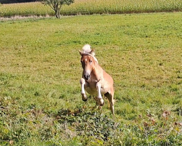 horse Resi ZGH (Haflinger, 2023, from Bali von den Alleegärten)