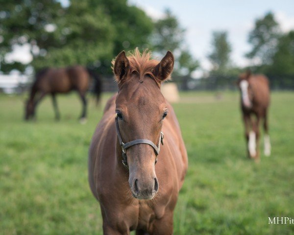 horse Stute von Gun Runner xx (Thoroughbred, 2024, from Gun Runner xx)