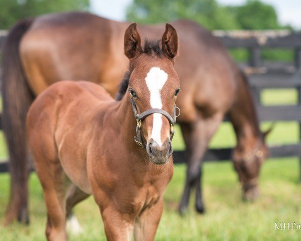 horse Hengst von Good Magix xx (Thoroughbred, 2024, from Good Magic xx)