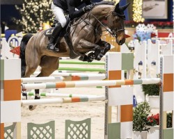 Springpferd Stakkato's Pleasure (Oldenburger Springpferd, 2015, von Stakkato Gold)