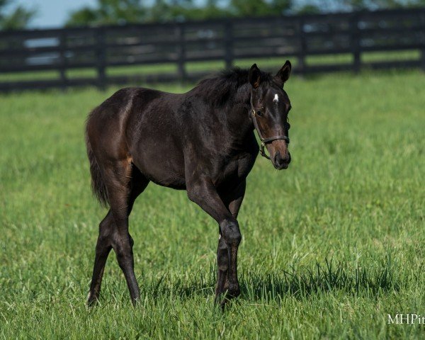 horse Stute von Not This Time xx (Thoroughbred, 2024, from Not This Time xx)