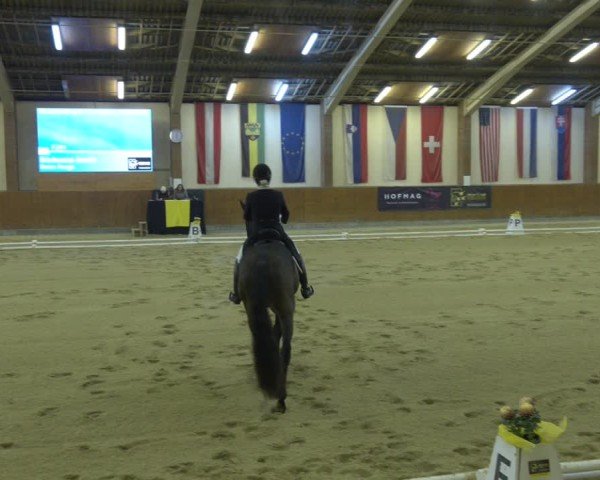 Reitturnier Weikersdorf am Steinfelde 2024