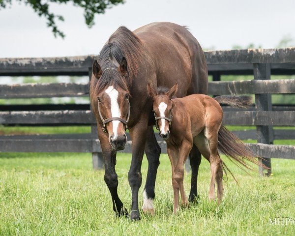 broodmare Americas Starlet xx (Thoroughbred, 2016, from Concord Point xx)