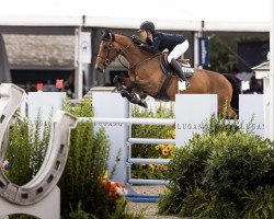 jumper Pipaline van't Zomerhof (Belgian Warmblood, 2015, from Diamant de Semilly)