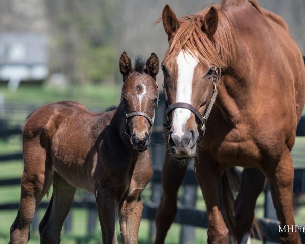 broodmare Galilean Queen xx (Thoroughbred, 2019, from Galileo xx)