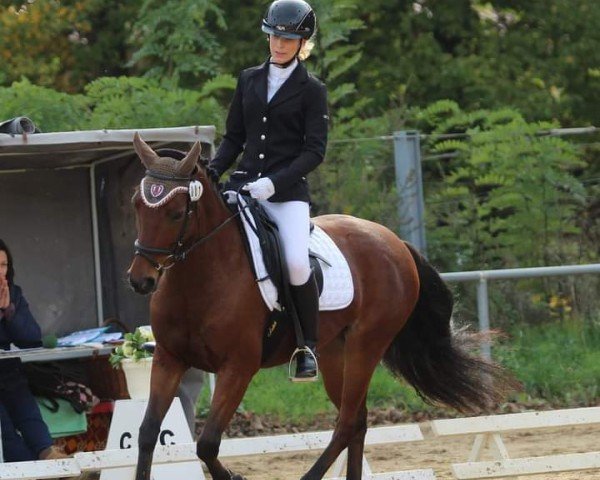 dressage horse D`Acteur (Thuringia, 2005)