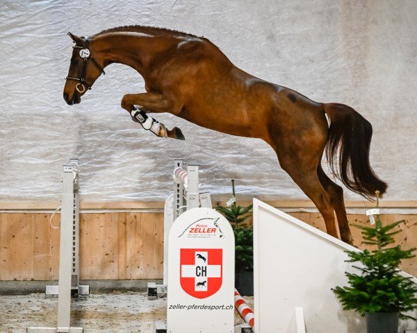 broodmare One-Way Alpenliberty (Swiss Warmblood, 2021, from Comet A.S. FL.)