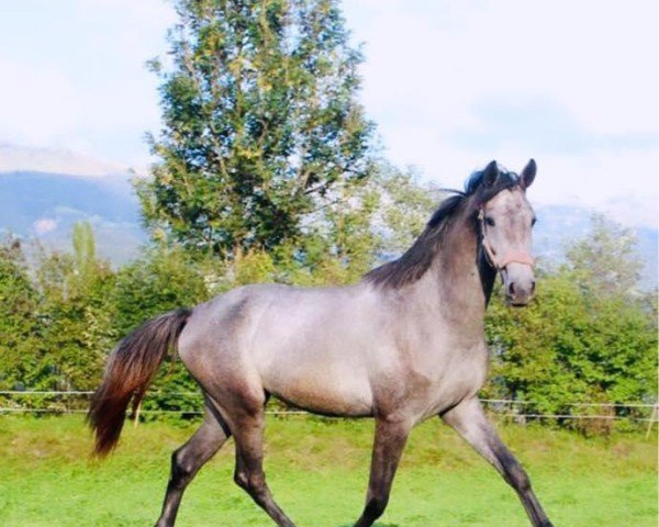 horse One lovely Alpengirl CH (Swiss Warmblood,  , from Crack)