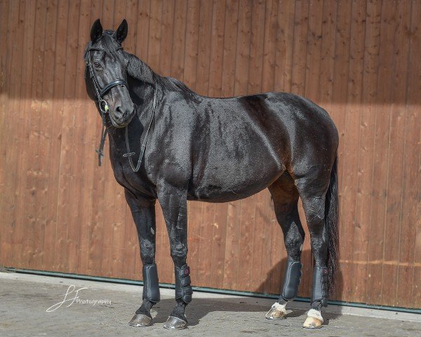 dressage horse Sweet Dream 19 (Hanoverian, 2006, from Showdown) dressage horse Sweet Dream 19 (Hanoverian, 2006, from Showdown)
