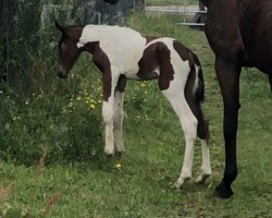 horse Sound of Silence (Oldenburg show jumper, 2022, from Saintico)