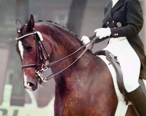 Pferd Hallo 26 (Hessisches Warmblut, 1972, von Halali) Pferd Hallo 26 (Hessisches Warmblut, 1972, von Halali)
