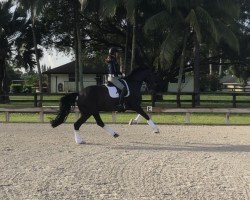 dressage horse Solitaer 40 (Hanoverian, 2007, from Sandro Hit)