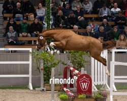 Pferd Hengst von Aganix du Seigneur Z / Kannan (Zangersheide Reitpferd, 2022, von Aganix du Seigneur)