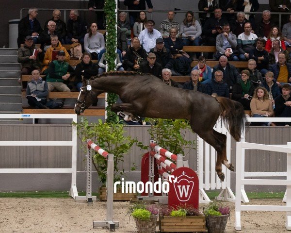 horse Hengst von Baggio / Kannan (Hanoverian, 2022, from Baggio 17)