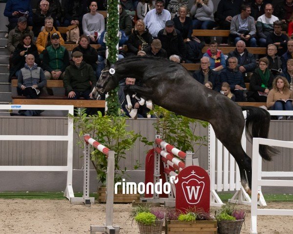 stallion Cassios (Westphalian, 2022, from Casallco)