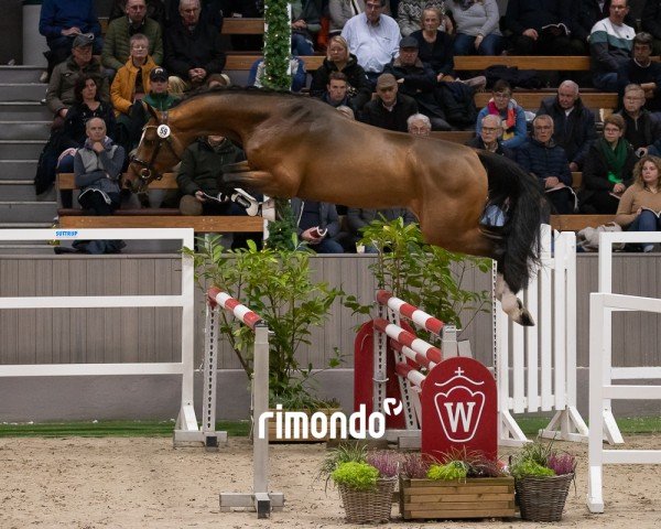 stallion Cashmere's Censington (Westphalian, 2022, from Cashmere)