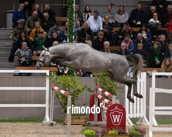 horse Hengst von Contact Me / Converter (Holsteiner, 2022, from Contact Me)