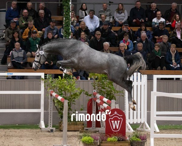 stallion Hengst von Conthalou / Clinton I (Oldenburg show jumper, 2022, from Conthalou)
