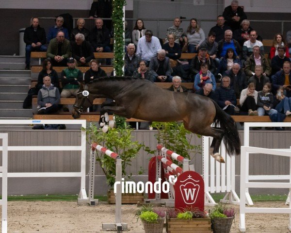 horse Candy Boy (Westphalian, 2022, from Cornado NRW)