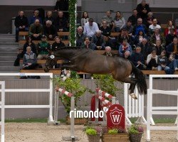 Pferd Candy Boy (Westfale, 2022, von Cornado NRW)