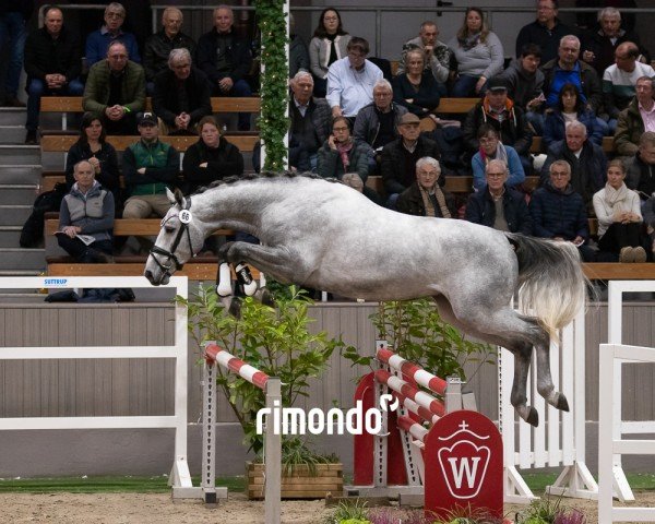 Pferd Hengst von Cornet Obolensky / Baloubet du Rouet (Zangersheide Reitpferd, 2022, von Cornet Obolensky)