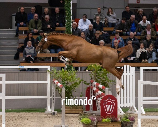 horse Hengst von Emerald van het Ruytershof / Camus (Belgian Warmblood, 2022, from Emerald van 't Ruytershof)