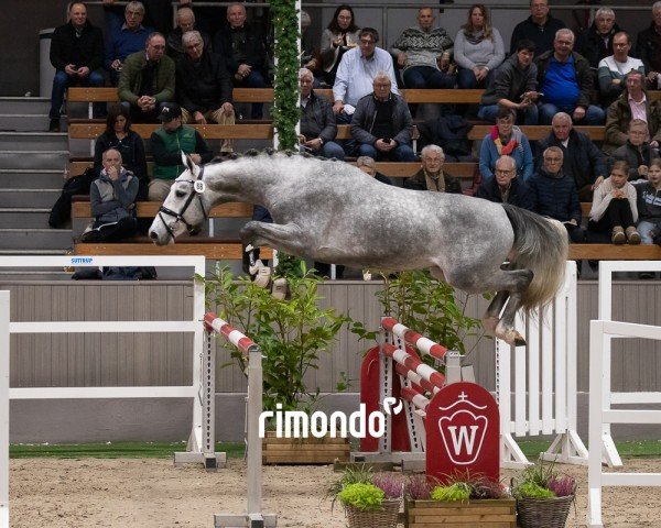 stallion Cortoulon SR (Oldenburg show jumper, 2022, from Cornet Obolensky)