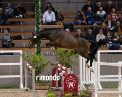 stallion Hengst von Cornet's Quaprice / Diarado (Holsteiner, 2022, from Cornet's Quaprice)