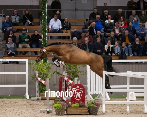 horse Hengst von Dourkhan Hero Z / Chin Chin (Westphalian, 2022, from Dourkhan Hero Z)
