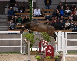 Deckhengst Early Star B (Holsteiner, 2022, von Ermitage Kalone)